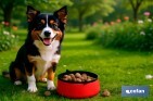 Set d'accessoires pour Chiens | Boîte avec 7 éléments | Accessoires quotidiens pour animaux de compagnie - Cofan