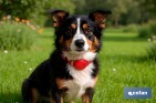 Set d'accessoires pour Chiens | Boîte avec 7 éléments | Accessoires quotidiens pour animaux de compagnie - Cofan